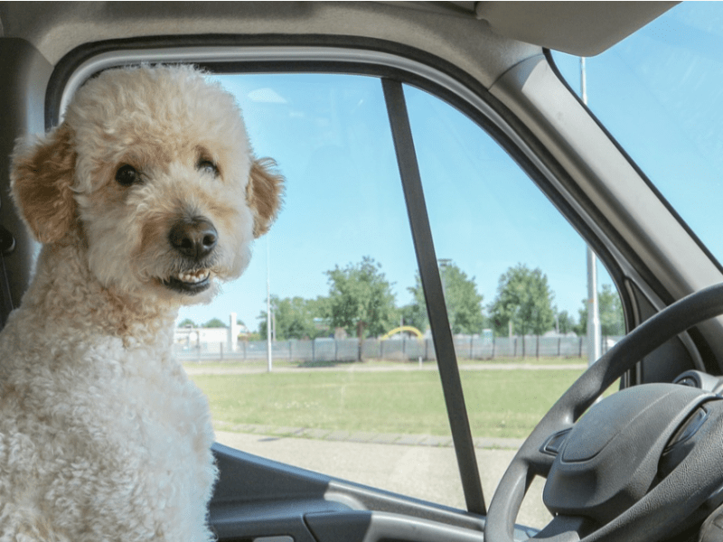 Zooks Gets Driving Licence in&nbsp;Estonia.