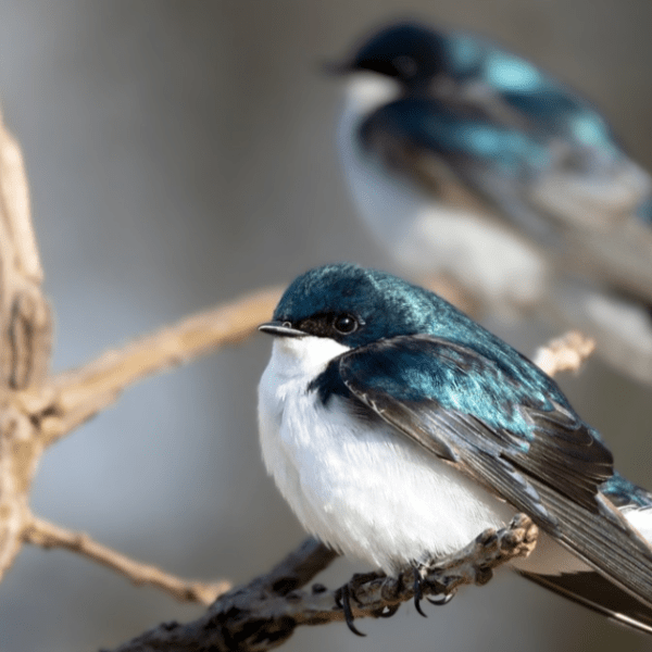 Zooks Decides To Stay in&nbsp;Estonia